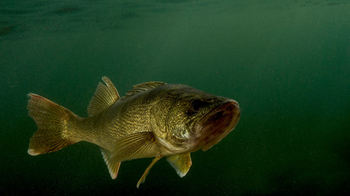 How to Troll for Walleye