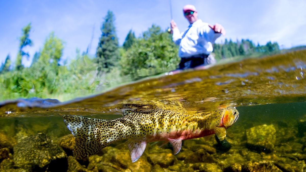 How to Fish Terrestrials for Tricky Trout