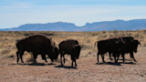 Bison herd walking on desert scrub with distant canyon rim and blue sky