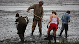Group digging clams on muddy tidal flat; man uses long rake