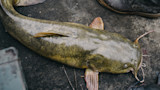 Large catfish with mottled olive skin lying on a boat deck