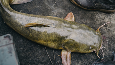 Large catfish with mottled olive skin lying on a boat deck