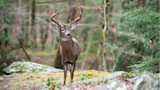 How to Hunt Whitetails in Big Woods
