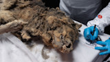 Mummified wolf carcass on table while a gloved technician labels a sample bag