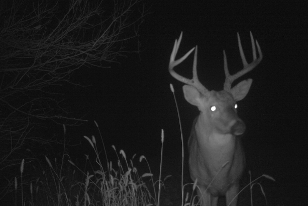 2013 Rut Predictions Part II – A Trickle Rut Predicted