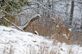 Whitetail buck with large antlers standing in snowy field by trees and tall grass