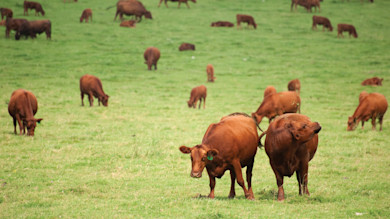 Red-brown cattle grazing on a green pasture, two cows prominent in the foreground