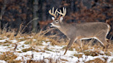 Whitetail buck with large antlers walking through snow-dusted grass as snow falls