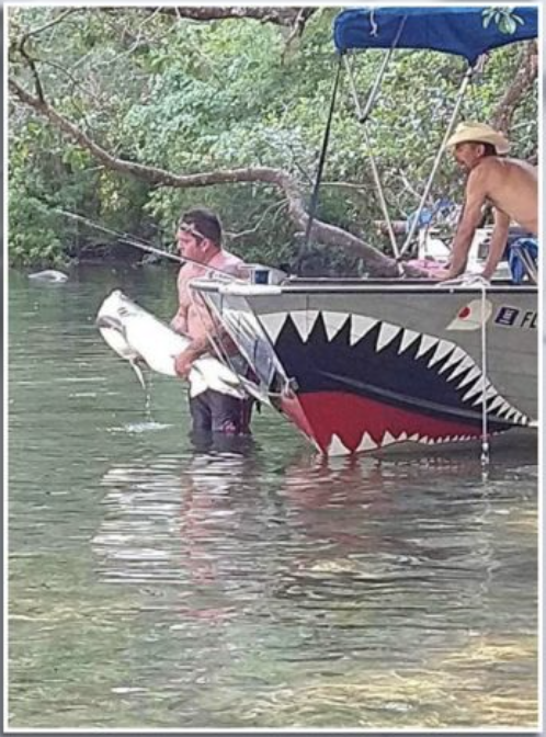 Tiger Shark Chassahowitzka River