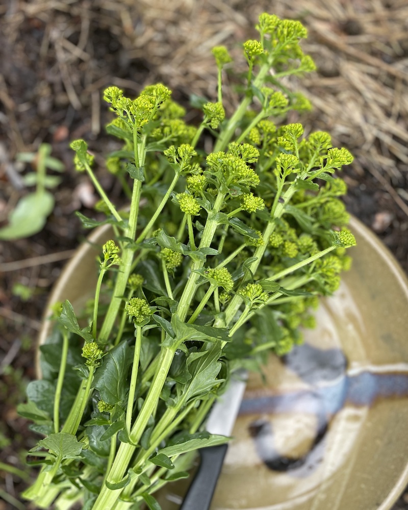 how to forage for bittercress