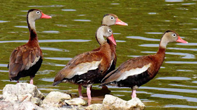 Black-bellied Whistling-Duck flock-2.jpg