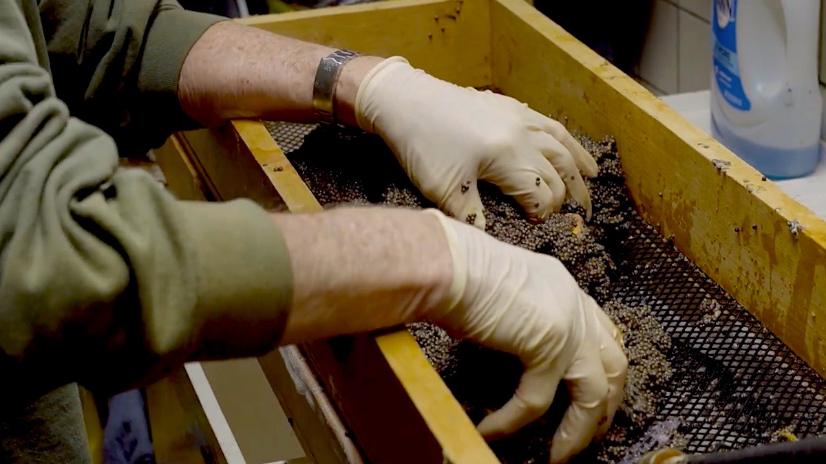 Opinion: Making an Example Out of Sturgeon Eggs