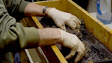 Hands in latex gloves sorting fish eggs on mesh sieve in a wooden frame