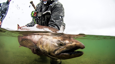 Large salmon held underwater by an angler, split view showing fish below and person above