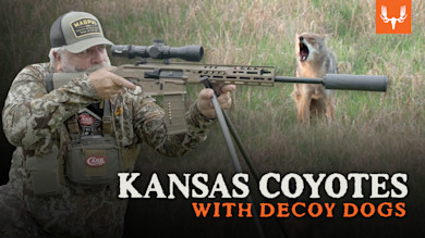 Hunter aiming a scoped rifle at a barking coyote in grass; text "KANSAS COYOTES WITH DECOY DOGS"