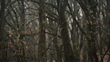 Dense leafless woods with tangled branches and moss-covered trunks; no people visible