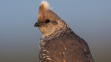 Scaled quail close-up showing crested head and scalloped patterned feathers against blue sky
