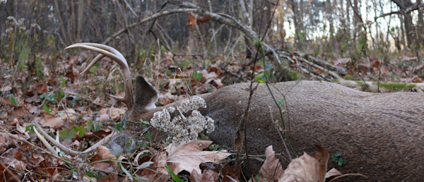 12 Quick “Pro Tips” To Improve Your Deer Hunting This Fall