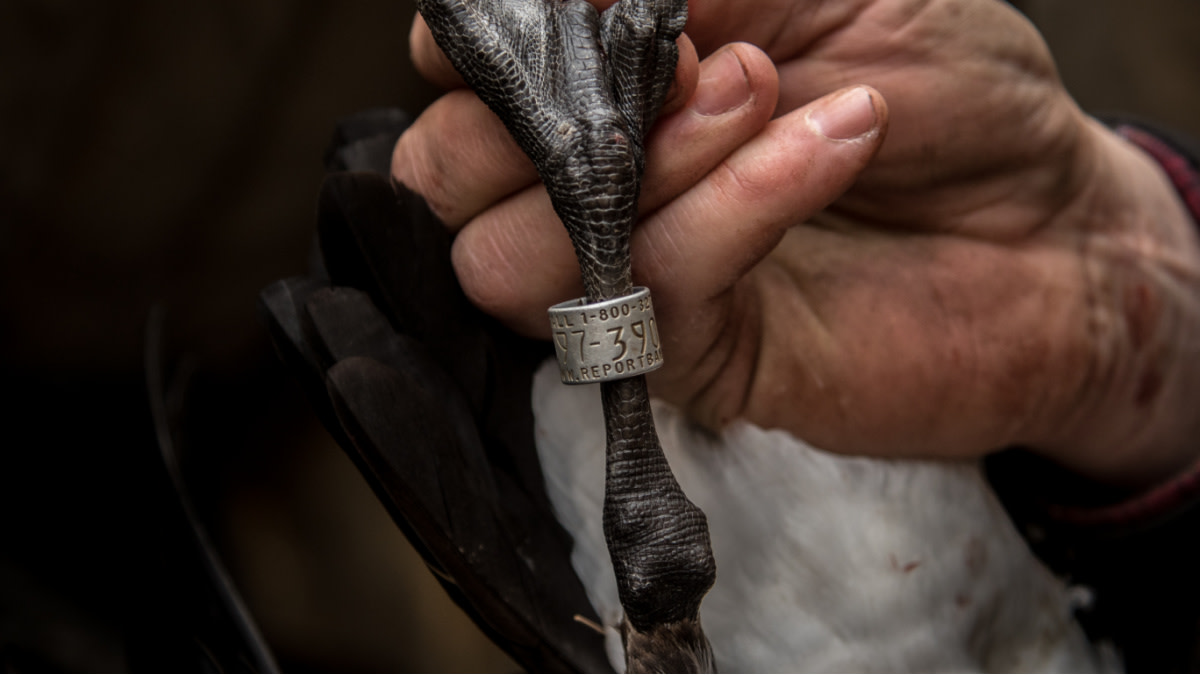 The Legend of the Million-Dollar Duck Band