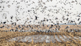 Large flock of snow geese taking flight from flooded cornfield stubble