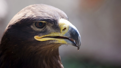 Golden eagle head close-up, profile with hooked beak and brown eye