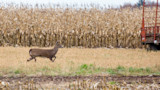 How to Deer Hunt Standing Corn