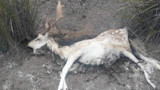 Dead spotted deer with antlers lying on dry ground by tall grass