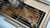 Red fox peering through metal crate bars while gloved hand works the latch