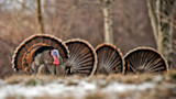 Male wild turkey strutting with fanned tail feathers in snowy field