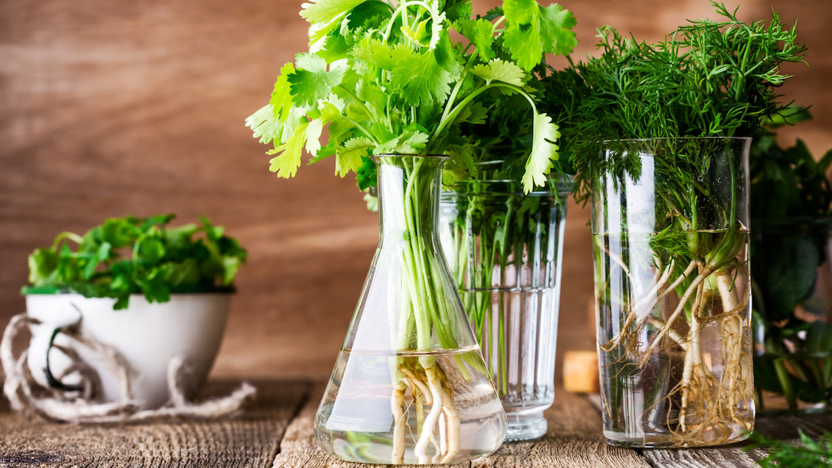 Plant Propagation: Get More Plants Without Buying Seeds