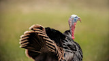 Fair Chase or Taboo: Is It OK to Shoot Flying Turkeys?