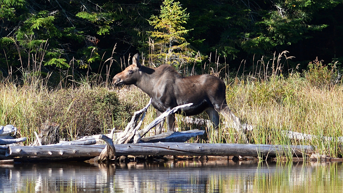 Juvenile moose standing at lakeshore beside fallen logs and grassy shore with pine trees