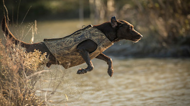 Chocolate Labrador wearing camouflage vest leaping into water from riverbank
