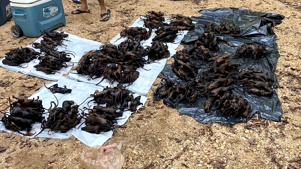 Missouri Poachers Busted with 471 Squirrels