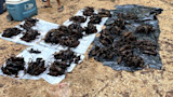 Dead squirrels arranged on white sheets and black tarps on gravel ground