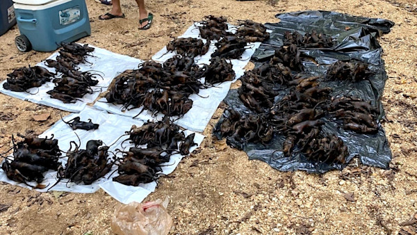 Missouri Poachers Busted with 471 Squirrels