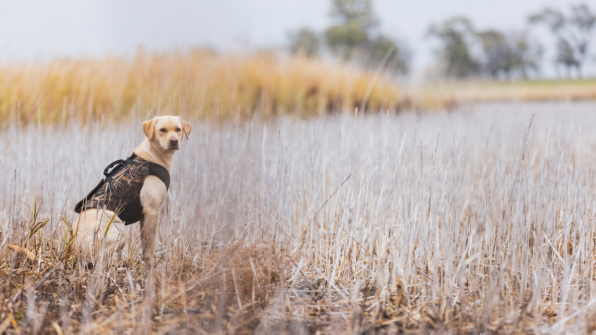 5 Commands Every Hunting Dog Should Know