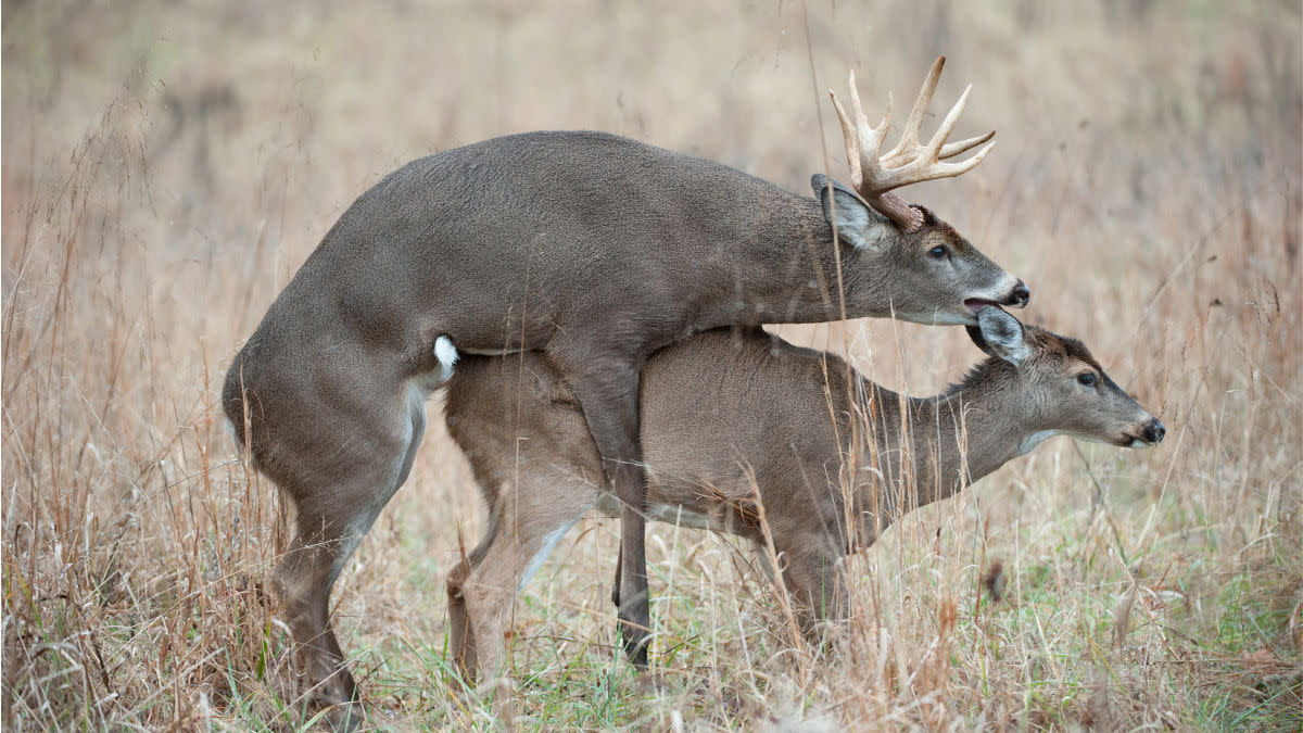 What I’ve Learned Watching Deer Have Sex