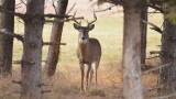 Why Whitetail Hunters Shouldn’t Take Frontal Shots