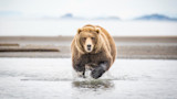 Brown bear running through shallow water toward camera, splashing water