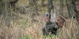 Roosted Birds and Favorite Decoy Setups: An Interview with Turkey Expert Will Primos
