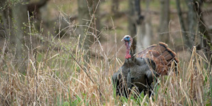Tom wild turkey with fanned tail standing in tall dry grass at woodland edge