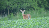 White-tailed buck with velvet antlers eating leaves in a green crop field