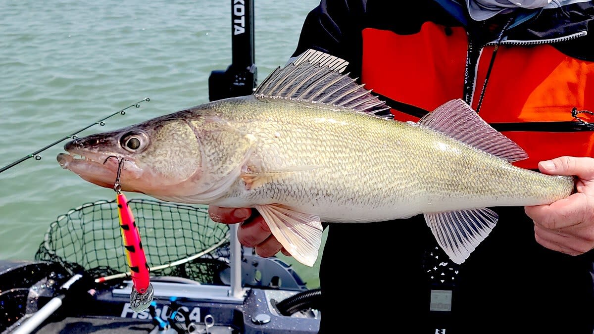 How to Catch More Walleyes on Crankbaits