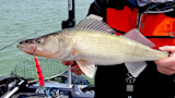 Walleye held over boat with pink-and-black crankbait hooked in its mouth
