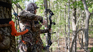 Hunter in camouflage drawing a compound bow from a tree stand in leafy forest