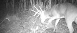 Trail-camera night: buck with large antlers feeding beside tall grass