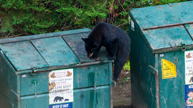 Trash_hunting_Black_Bear_31,_06_Aug_2021.jpg