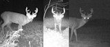 Three bucks at night from trail camera; center facing camera, others side view, glowing eyes