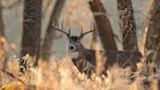 3 Tips for Winter Scouting Whitetails Down South